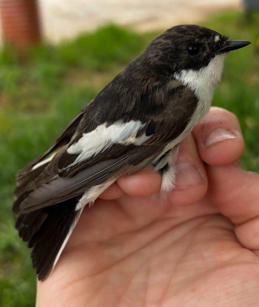 Papamoscas cerrojillo macho