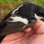 Papamoscas cerrojillo macho