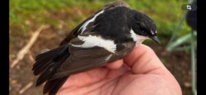 Papamoscas cerrojillo macho