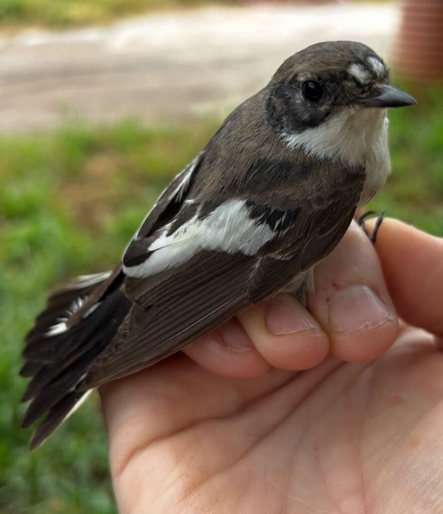 Papamoscas cerrojillo macho
