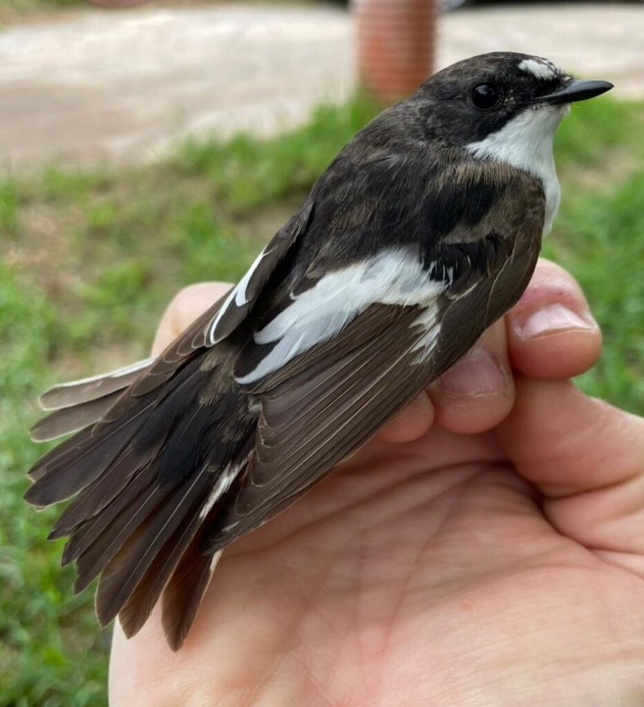Papamoscas cerrojillo macho