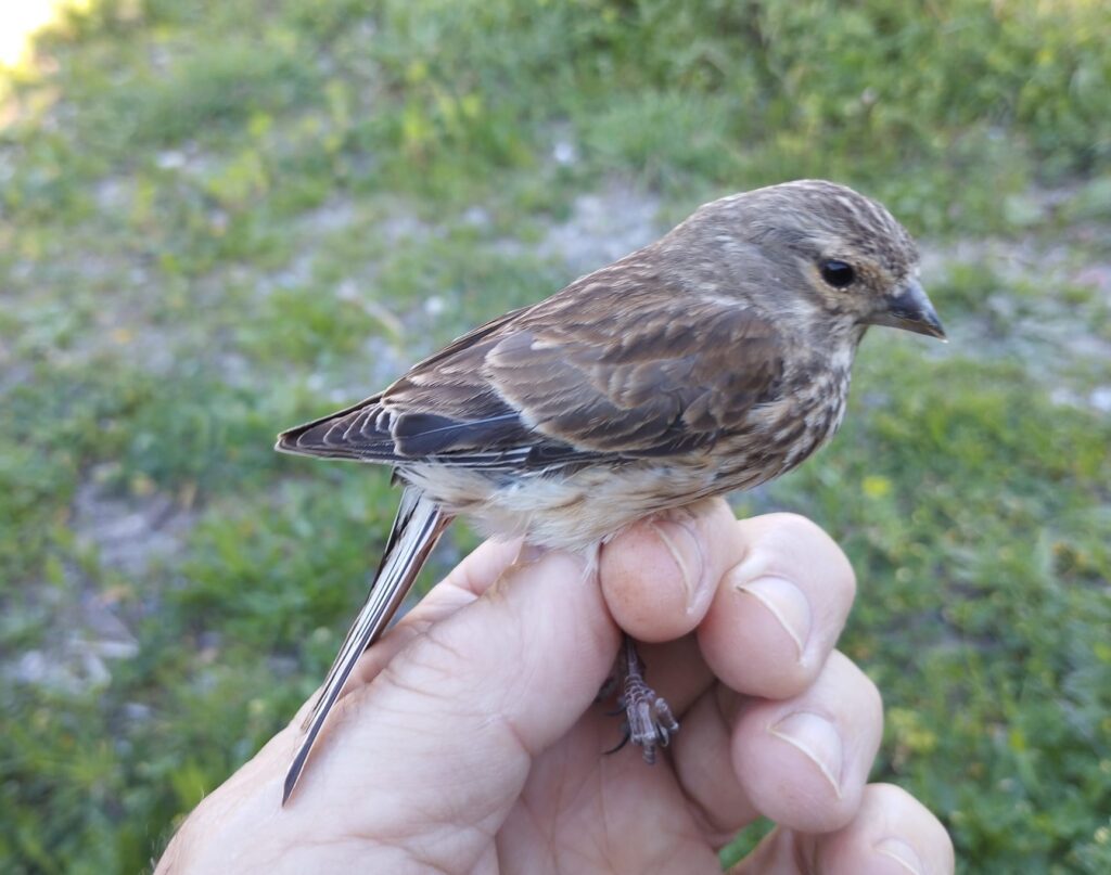 Pardillo común hembra