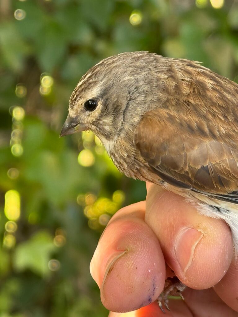 Pardillo común hembra