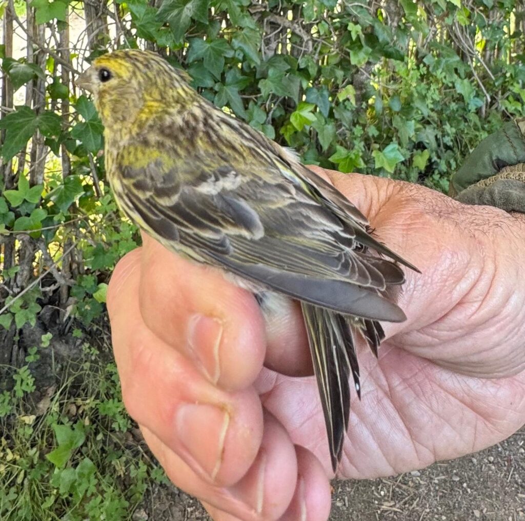 Serín verdecillo hembra