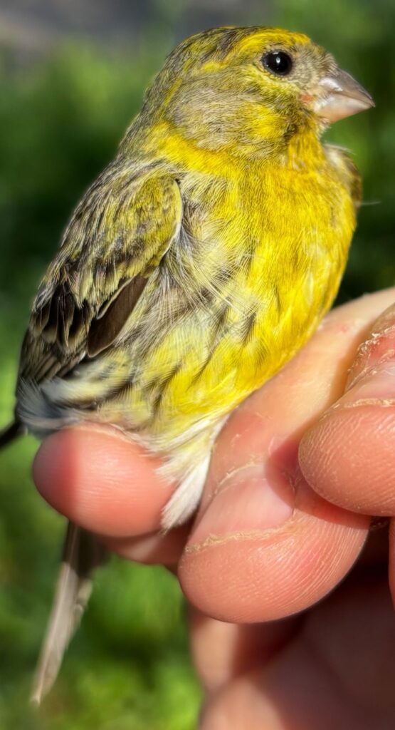 Serín verdecillo macho