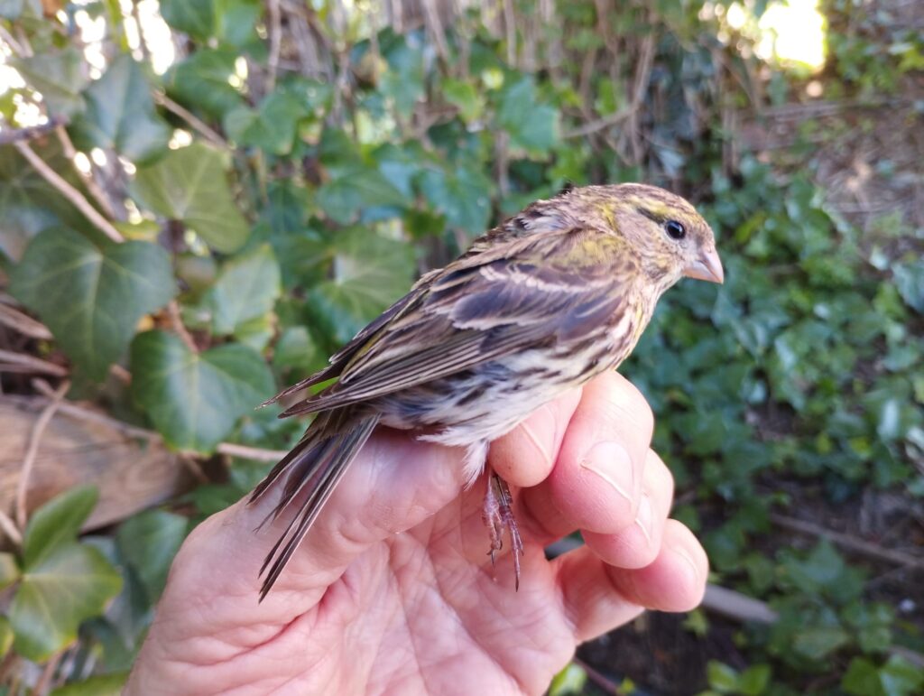 Serín verdecillo hembra