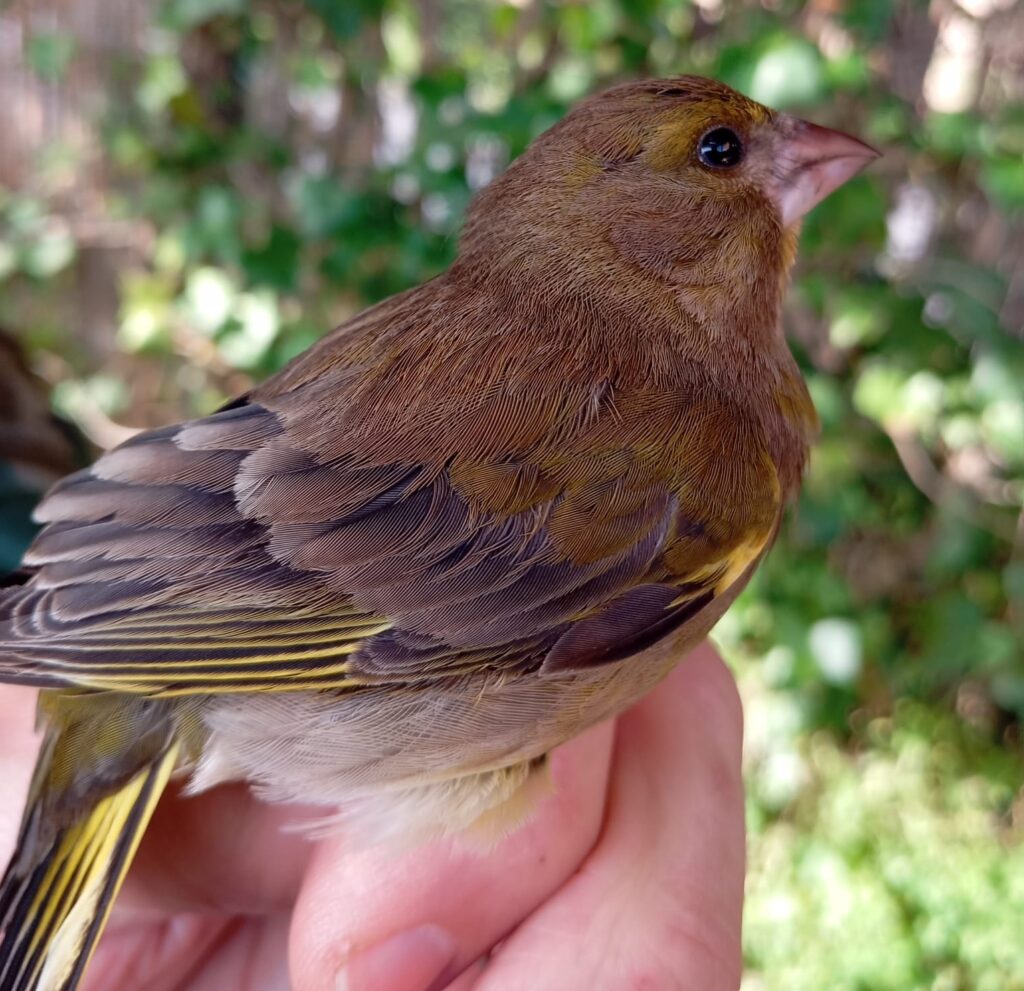 Verderón común hembra