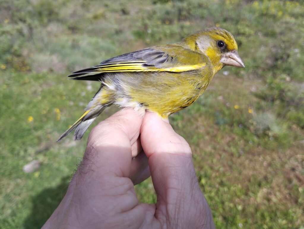 Verderón común macho