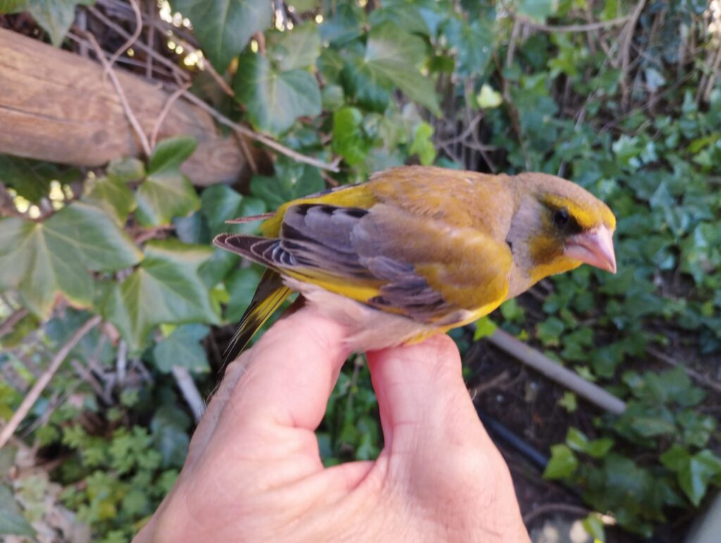 Verdecillo común macho