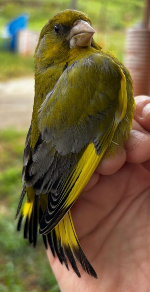 Verderón común macho