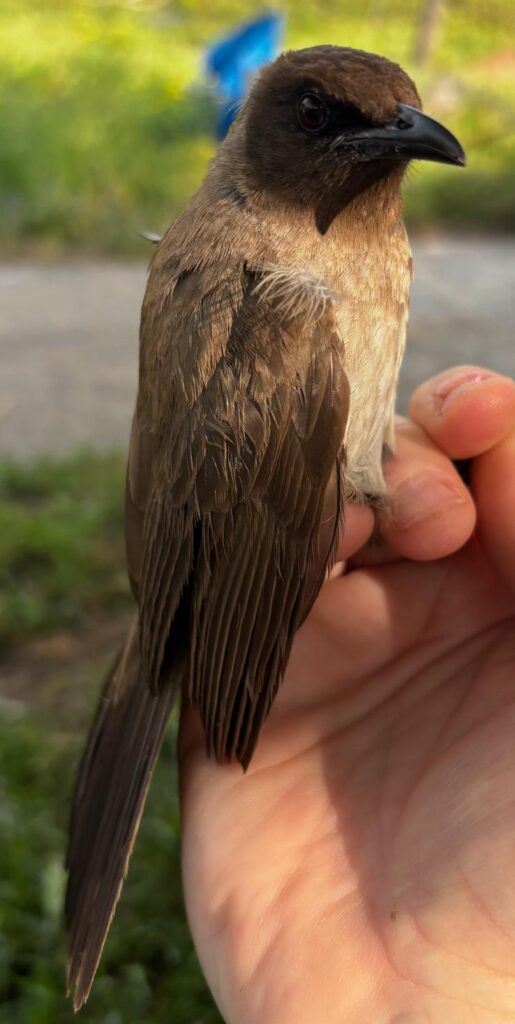 Bulbul naranjero