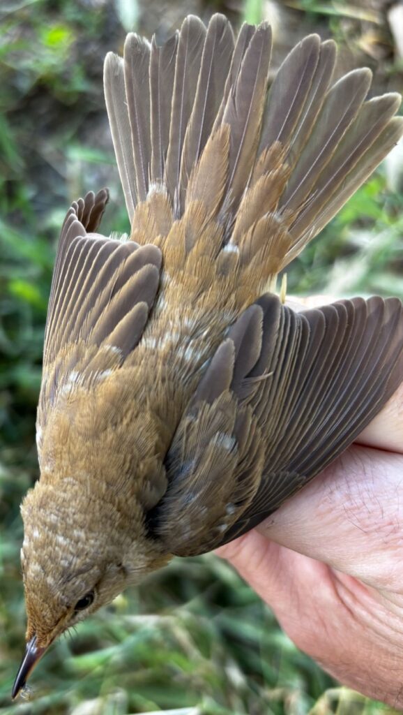 Carricero común con plumas con leucismo