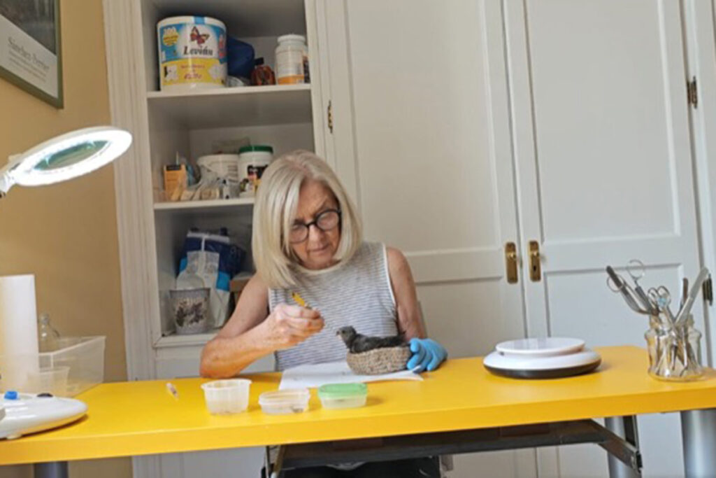 Clara Benhamú alimentando un vencejo en proceso de recuperación