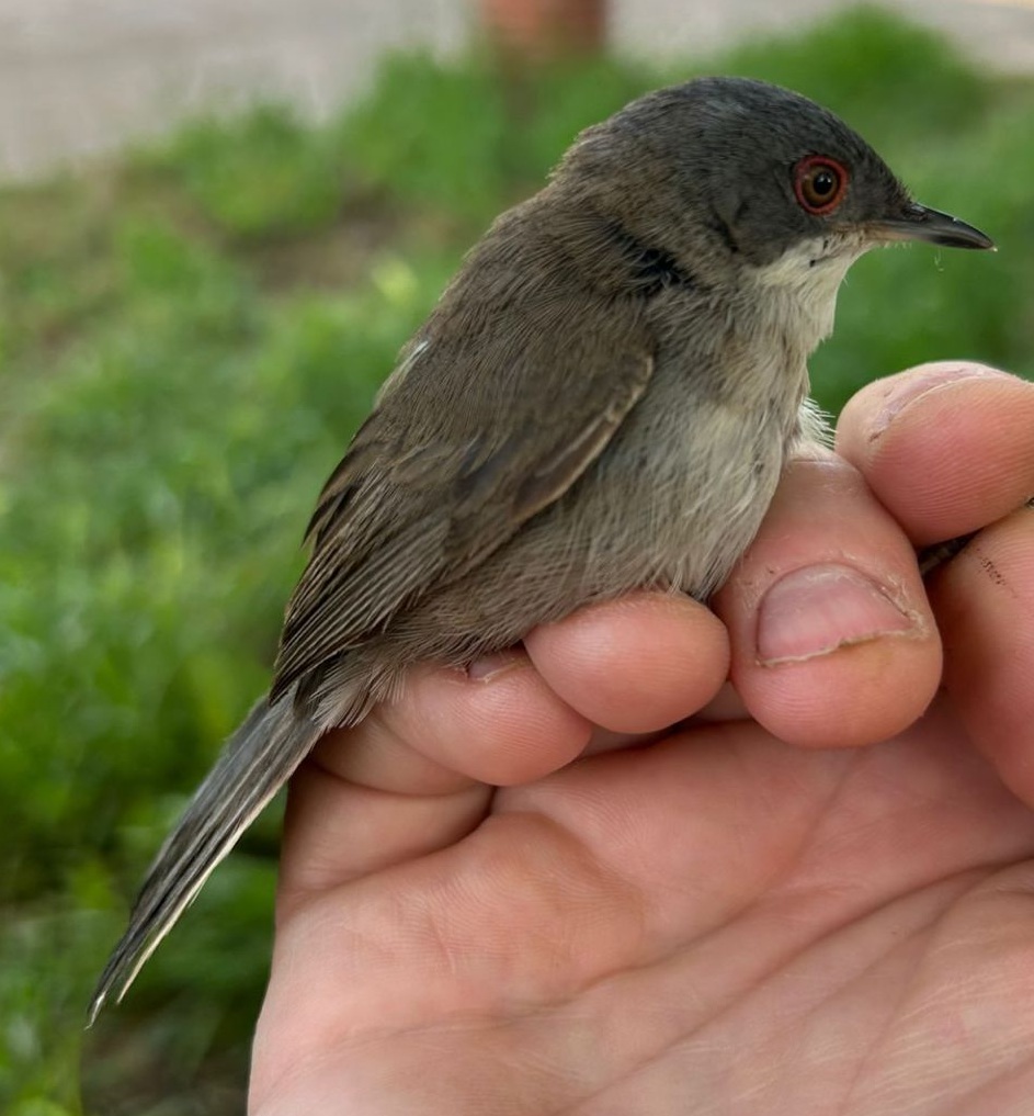 Curruca cabecinegra hembra