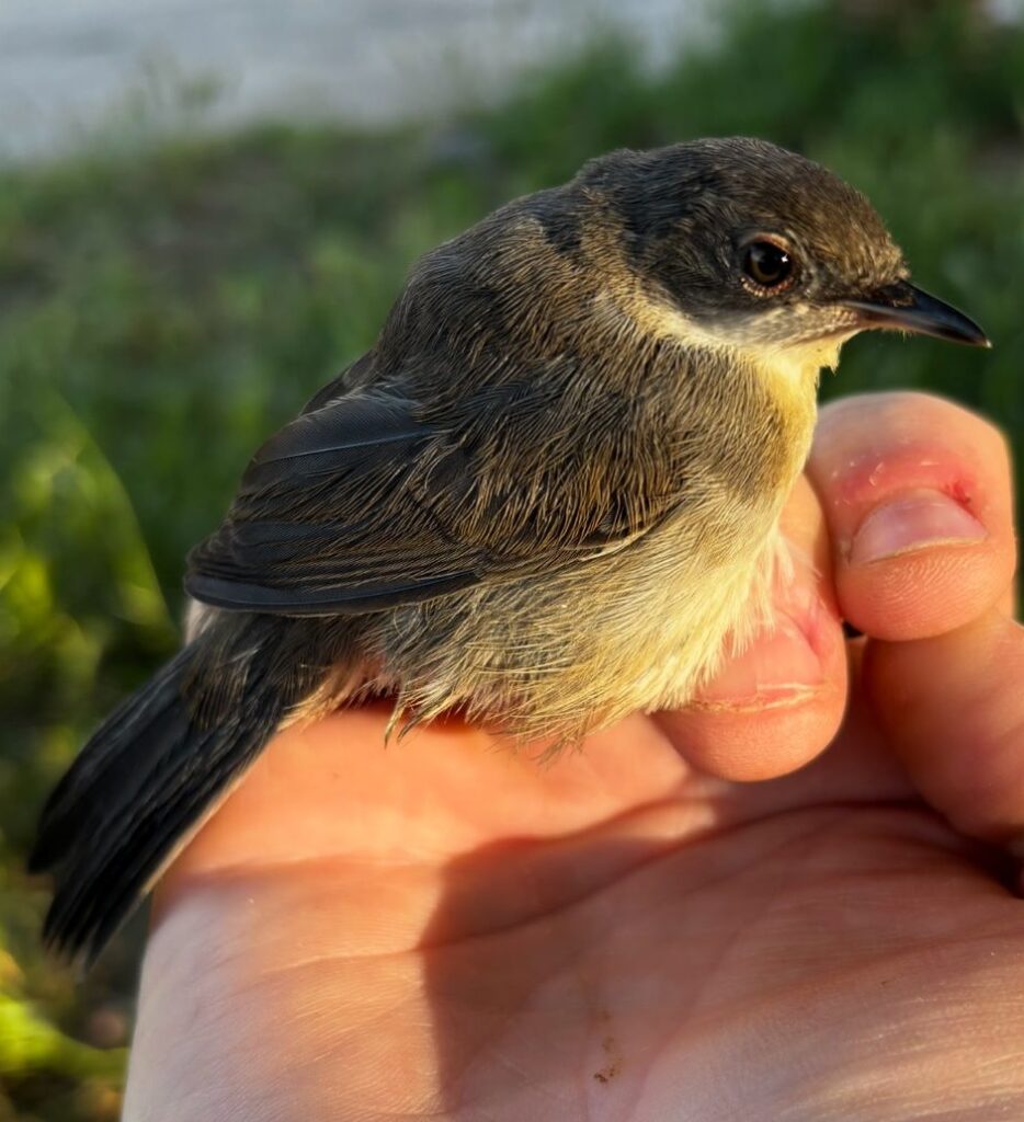 Curruca cabecinegra joven