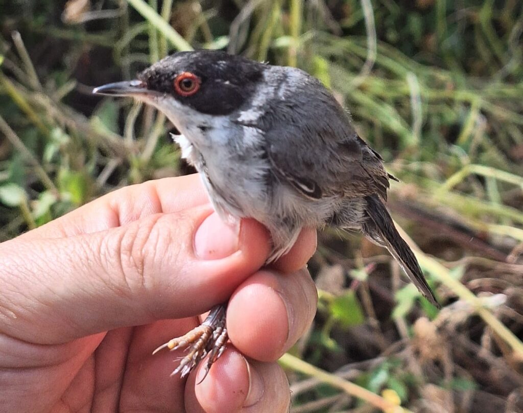 Curruca cabecinegra macho