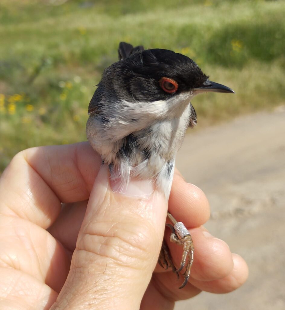 Curruca cabecinegra macho