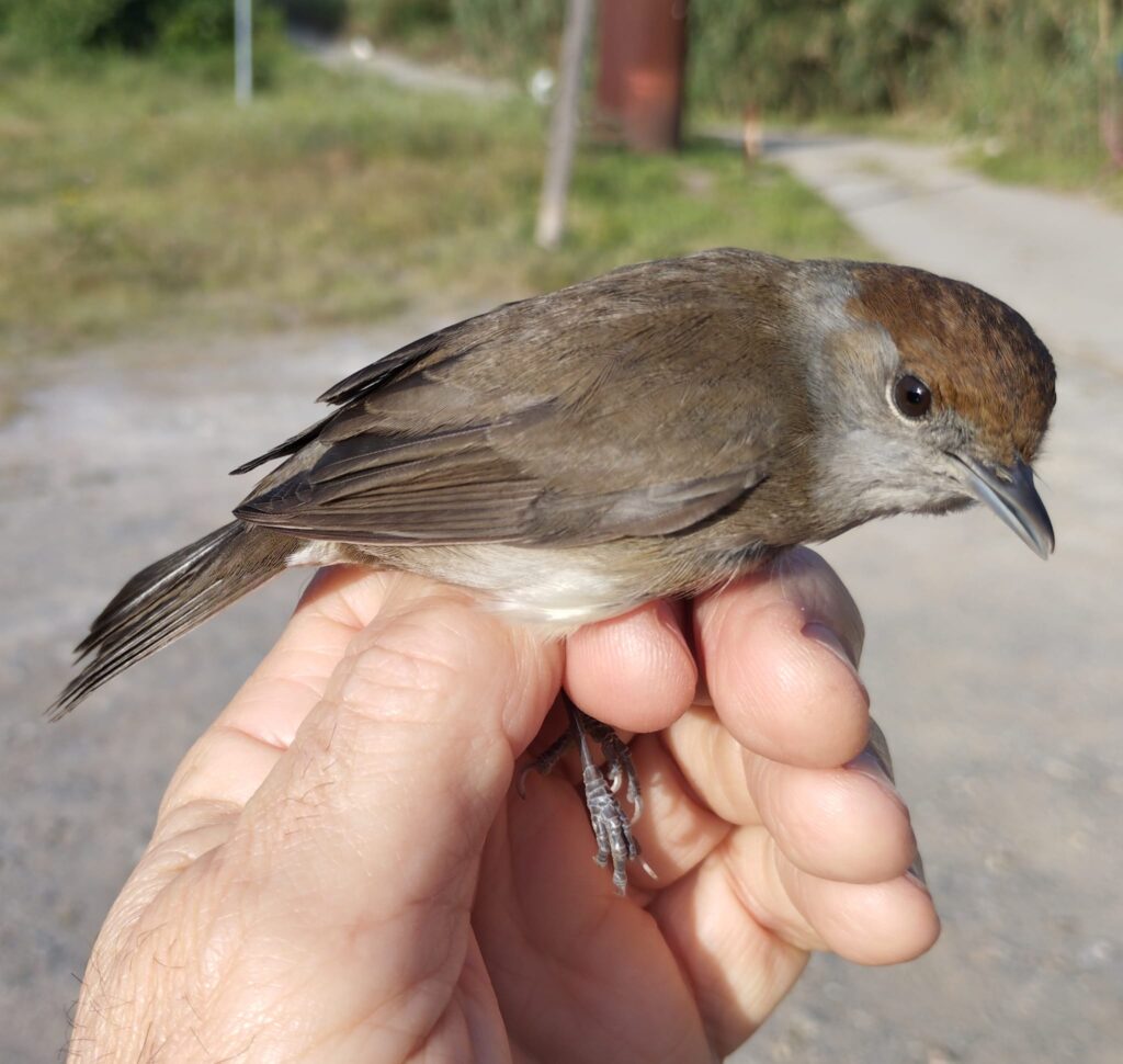 Curruca capirotada hembra