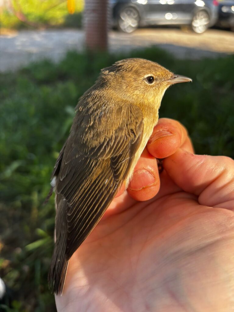 Curruca mosquitera