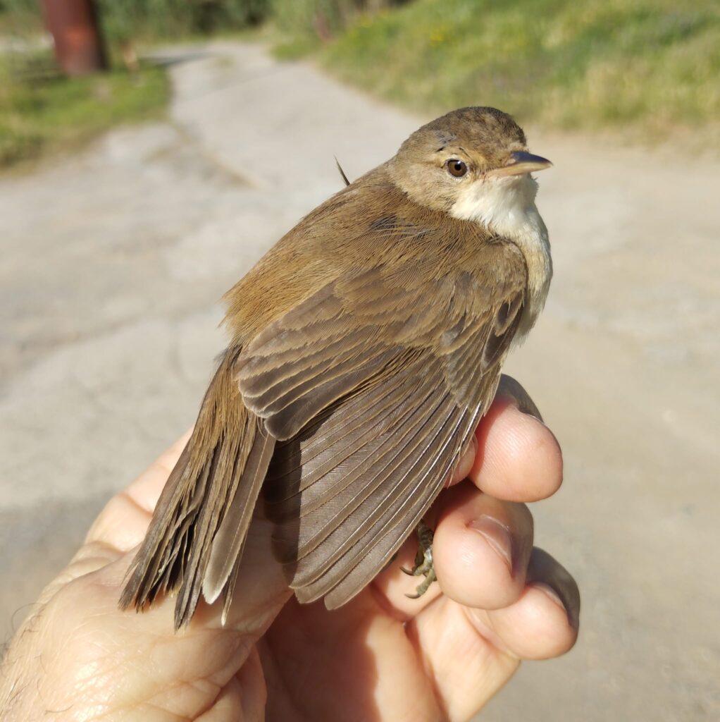 Curruca mosquitera