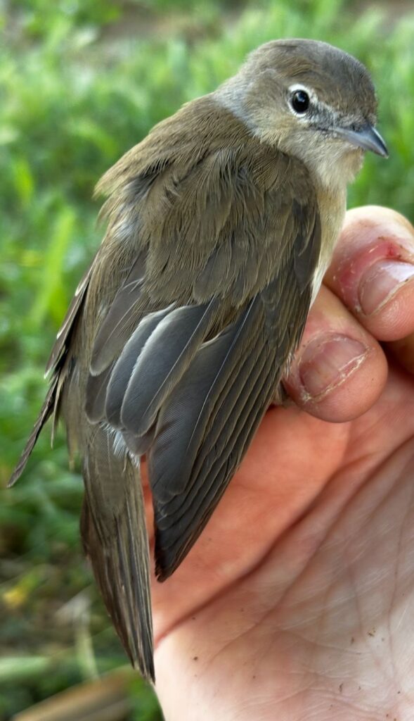 Curruca mosquitera