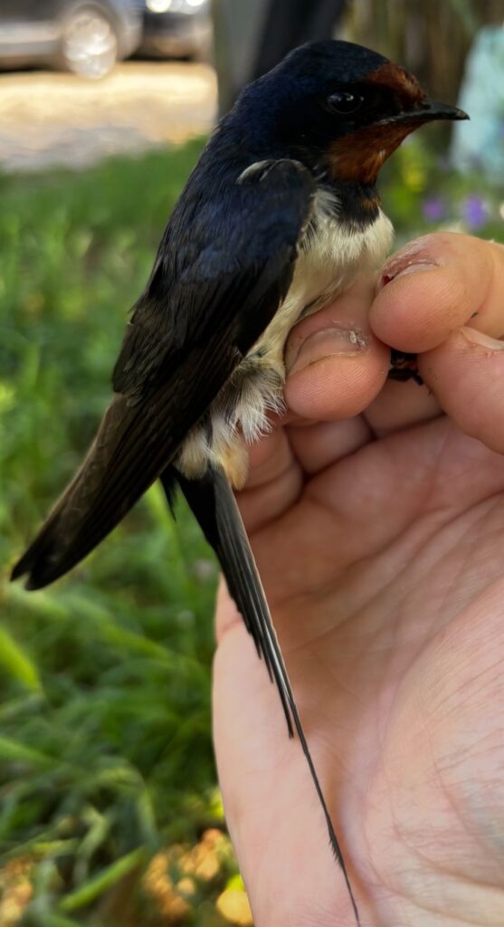 Golondrina común
