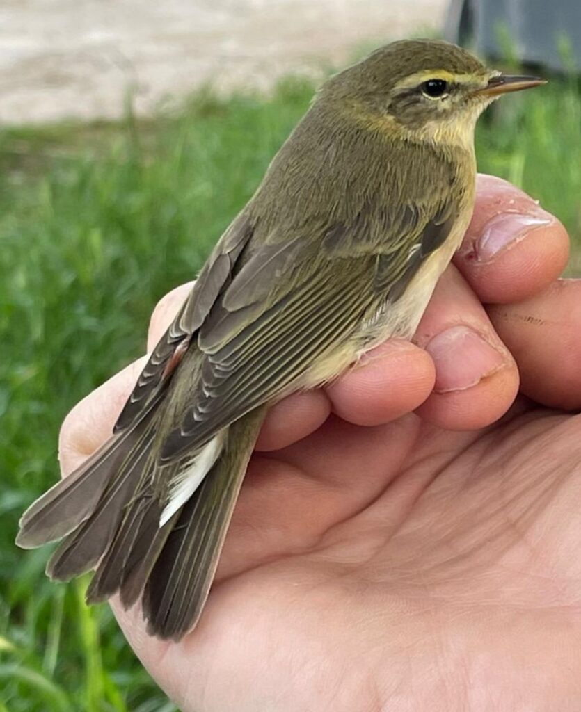 Mosquitero musical