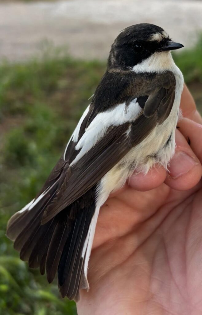 Papamoscas cerrojillo macho
