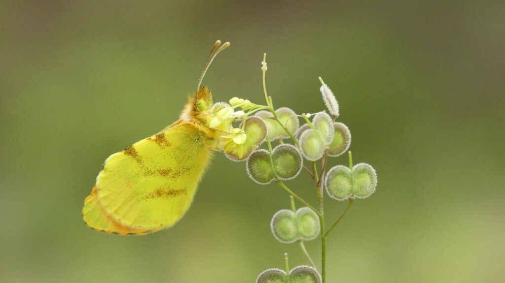 Anthocharis belia o aurora magrebí