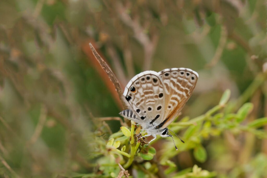 Azanus jesous