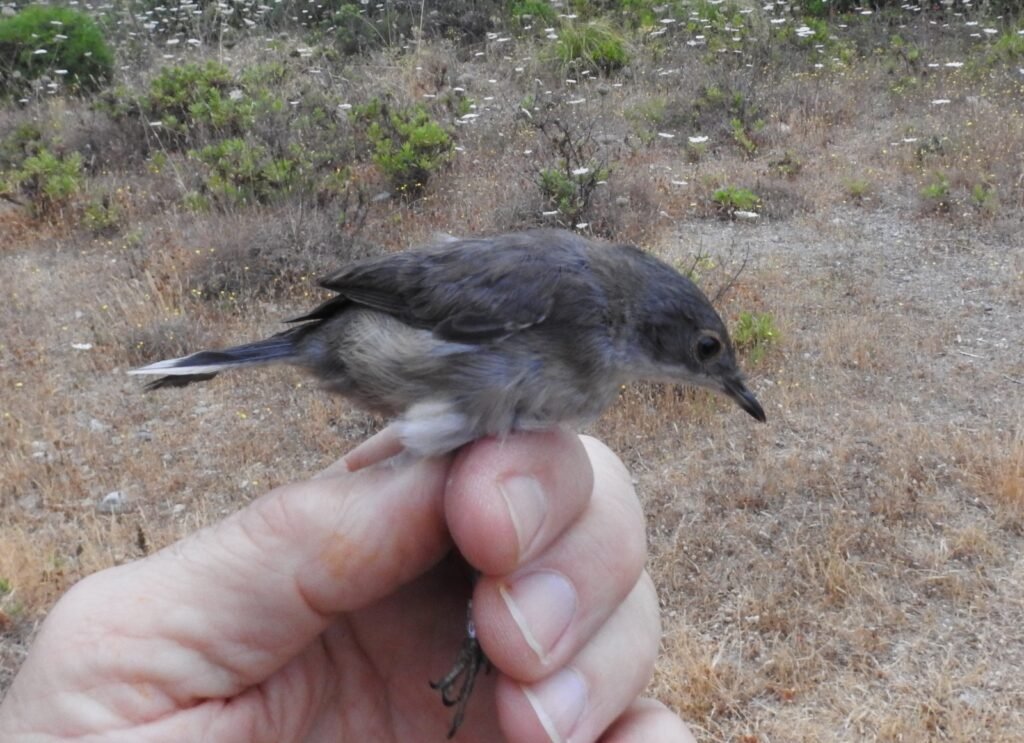 Curruca cabecinegra joven