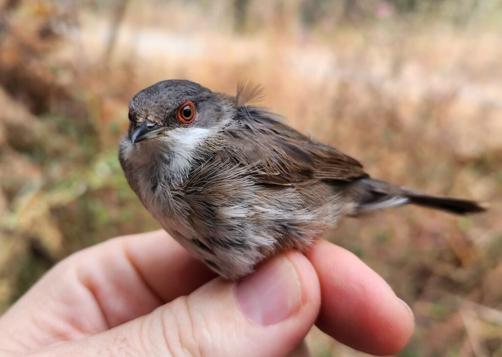 Curruca cabecinegra hembra