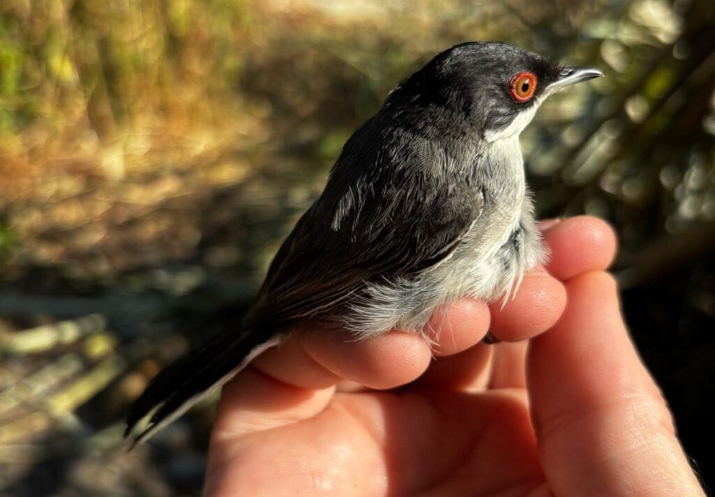 Curruca cabecinegra macho