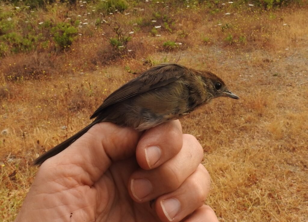 Curruca capirotada
