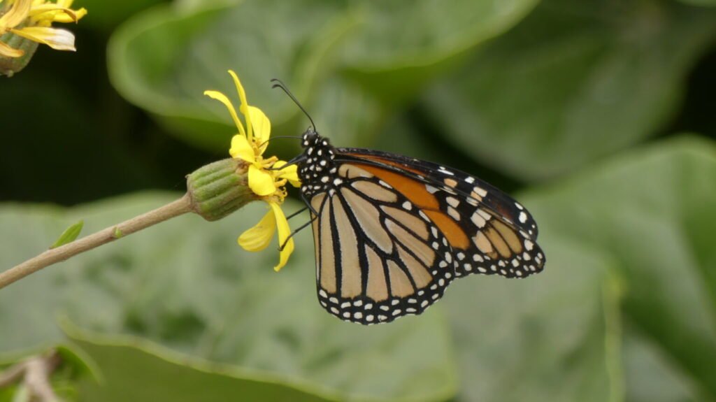 Danaus plexippus o monarca