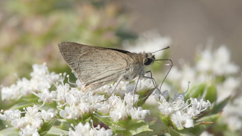 Gegenes nostrodamus