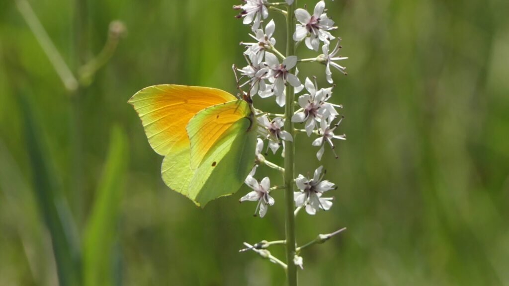 Gonepteryx cleopatra o cleopatra