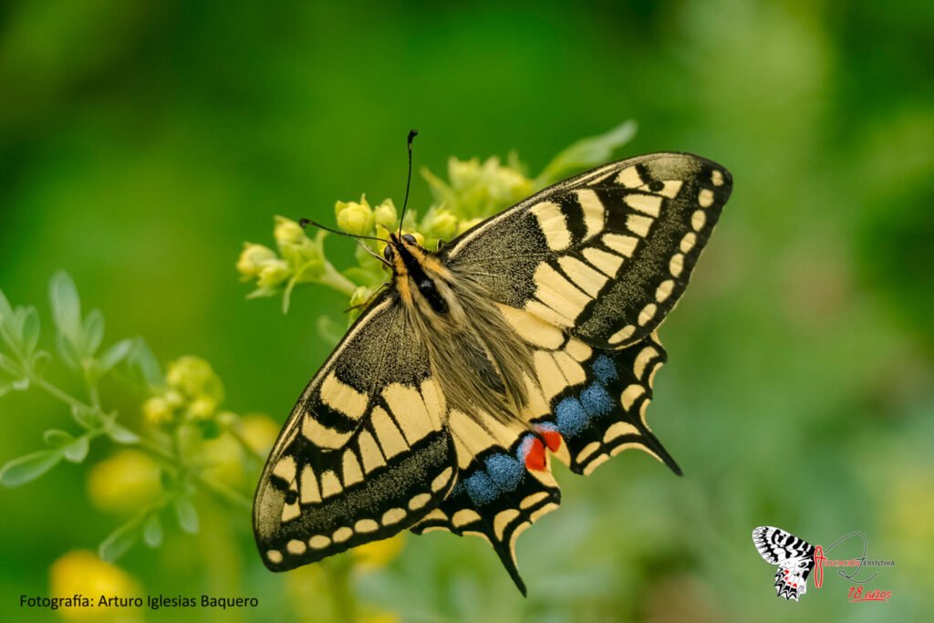 Papilio saharae