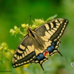 Papilio saharae