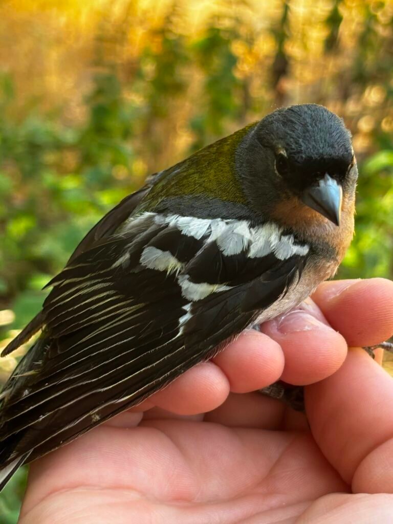 Pinzón magrebí macho