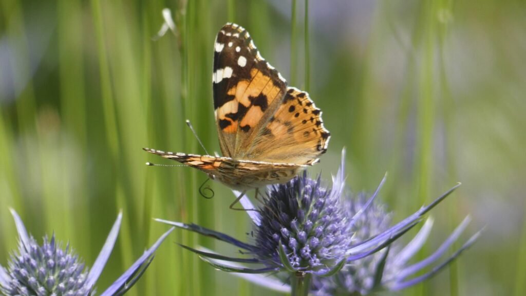 Vanessa cardui o cardera