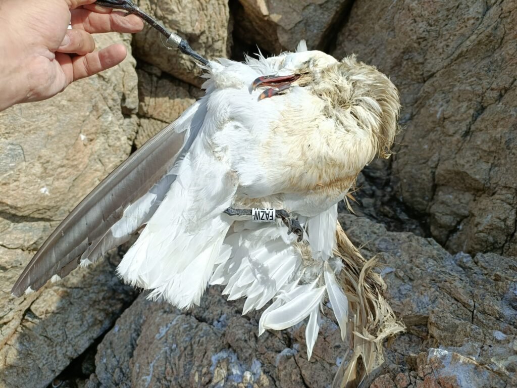 Adulto encontrado muerto enredado con hilos de pesca.