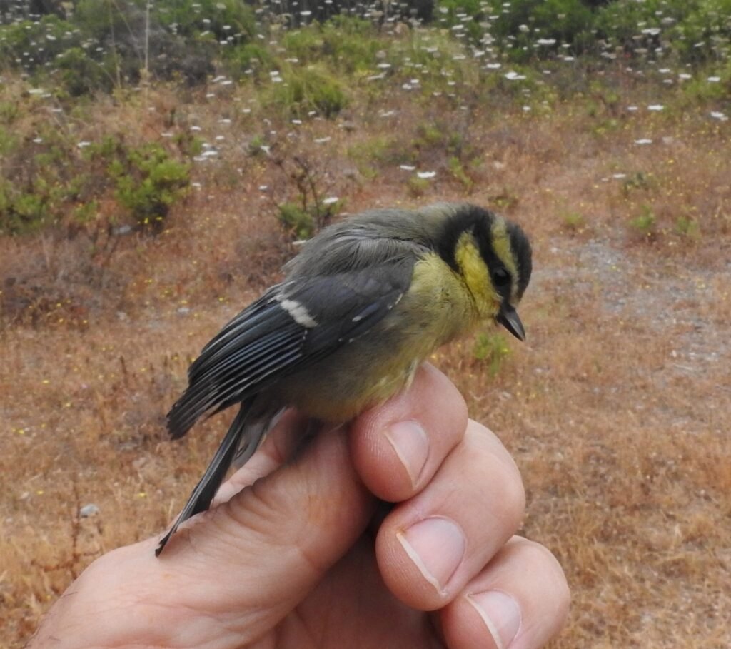 Herrerillo canario joven