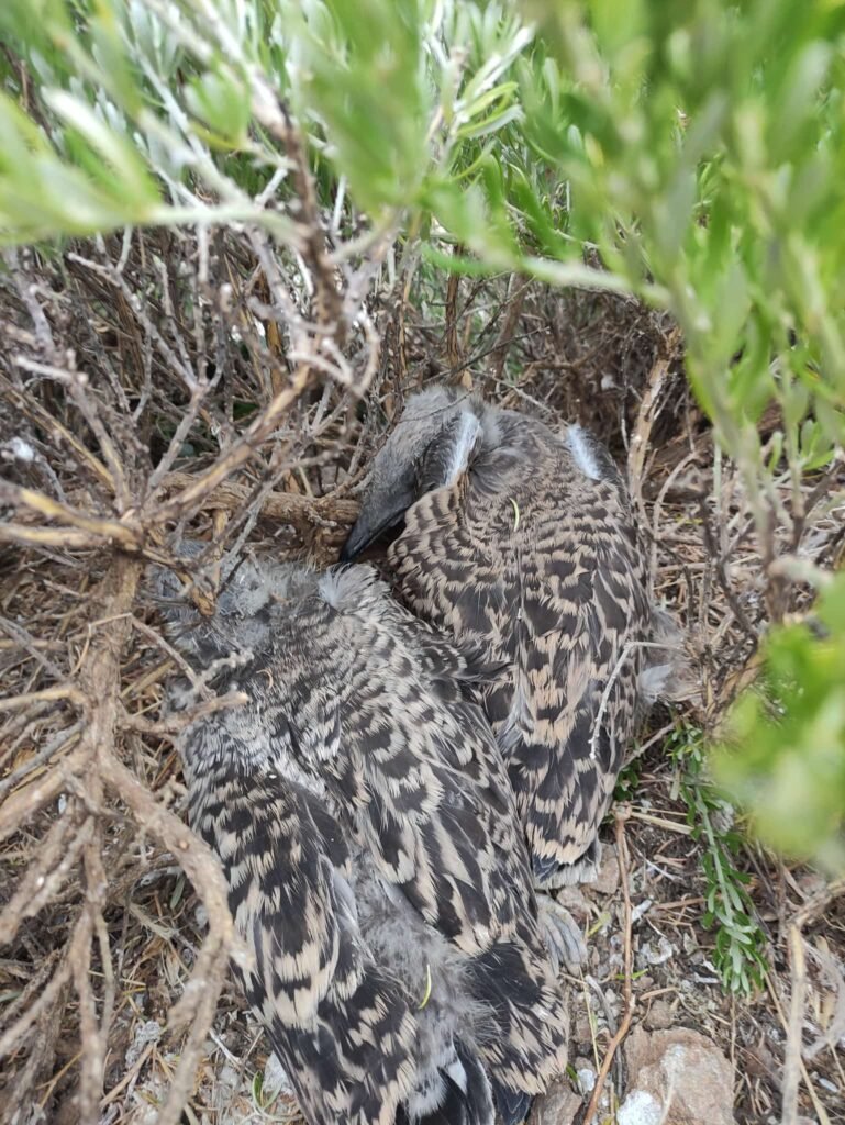 Pollos de gaviota Audouin