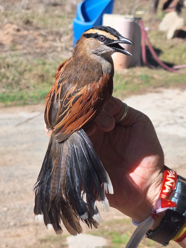 Chagra del Senegal