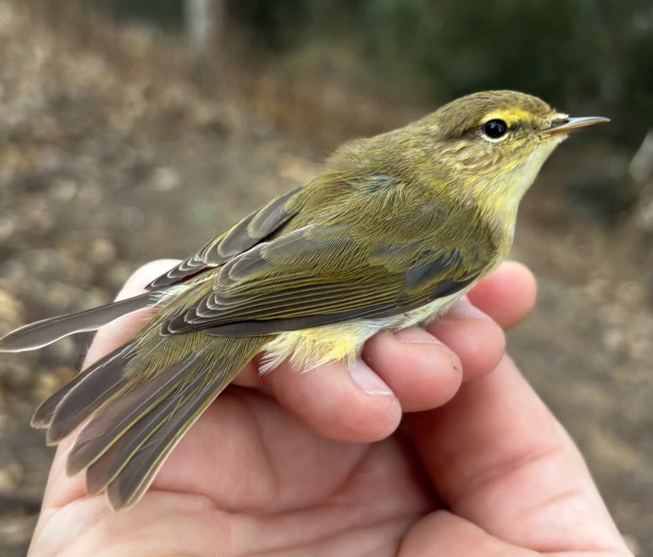 Mosquitero común