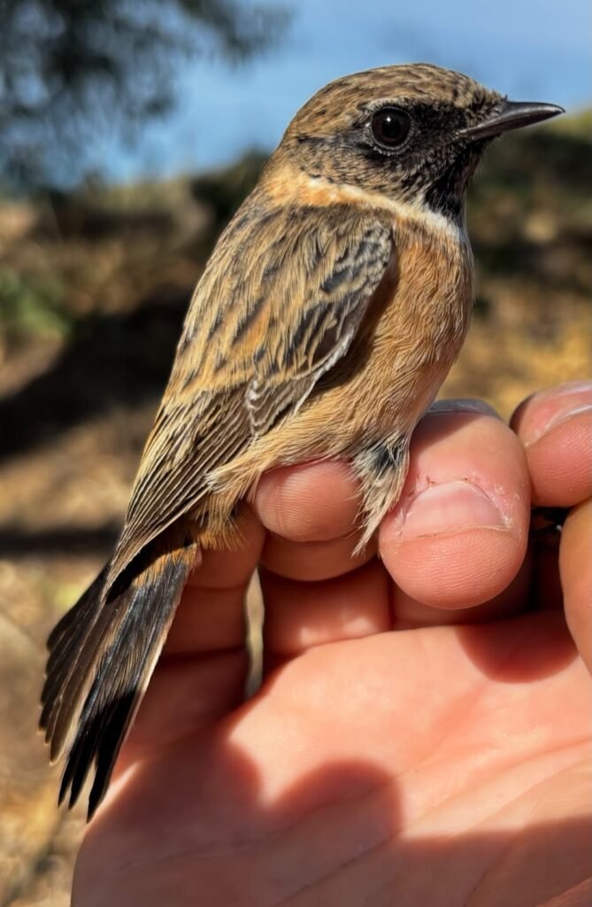 Tarabilla común macho